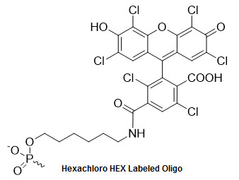 Bio-Synthesis Inc. Oligo Structure